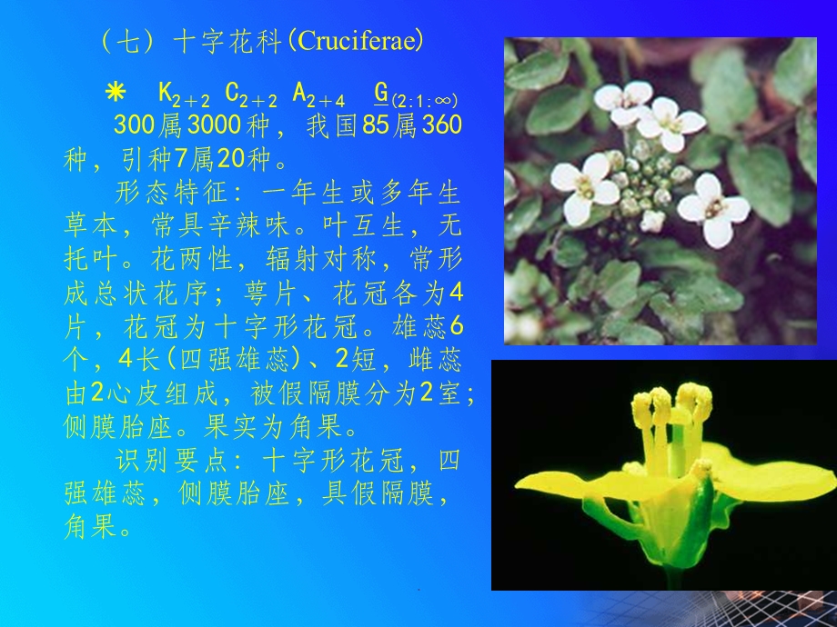 植物学12.4种子植物分类-葫芦科-蔷薇科课件.ppt_第1页