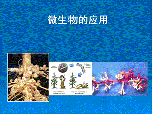 微生物的应用-枯草芽孢杆菌课件.ppt