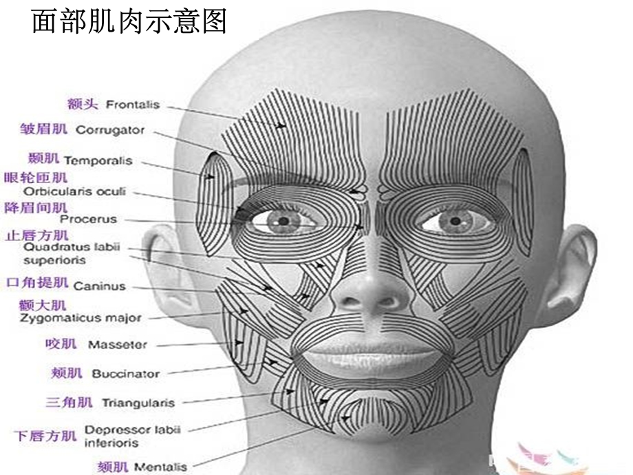 心理学基础(行为)---面部表情课件.ppt_第3页