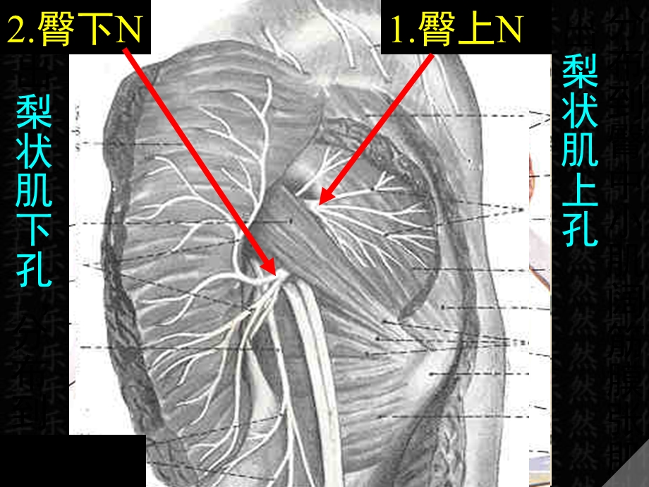 所有分支都经梨状肌上下孔ppt课件.ppt_第2页