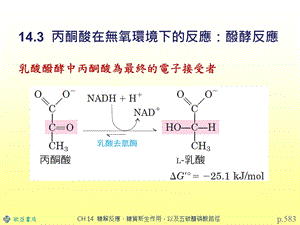 氧化阶段产生五碳醣磷酸和NADPH课件.ppt