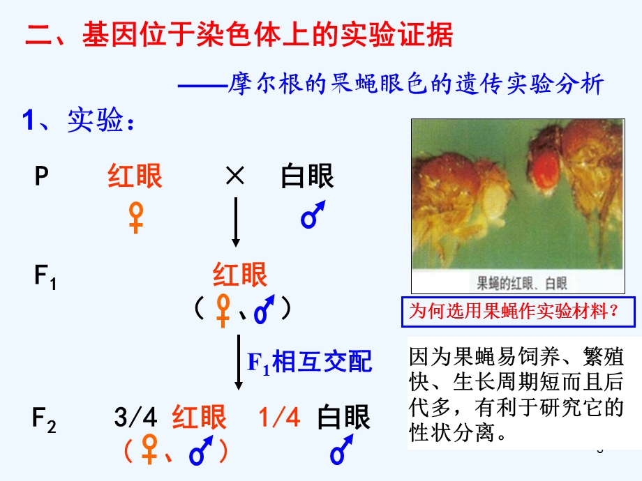 基因在染色体上(一轮期末复习)课件.ppt_第3页