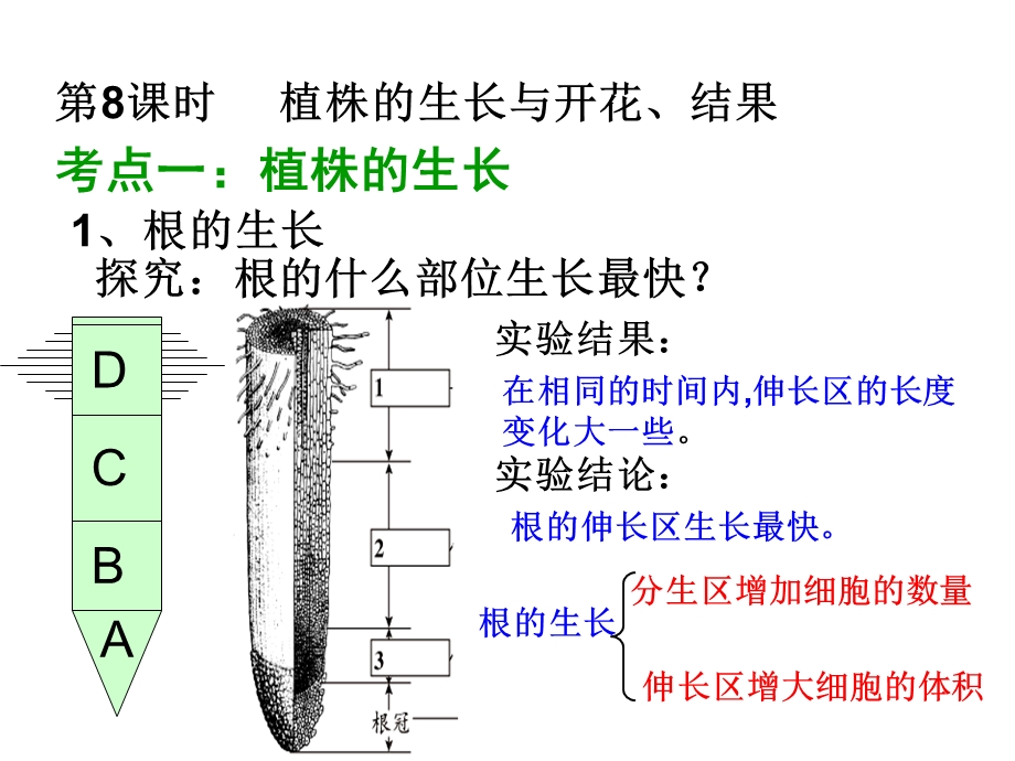 植株的开花结果课件.ppt_第1页