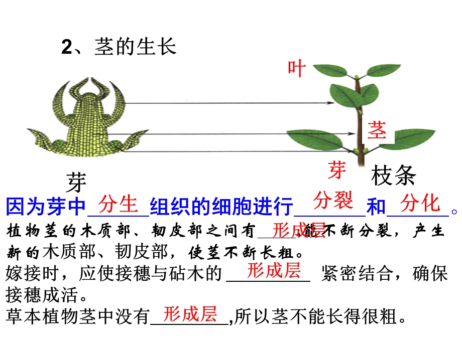 植株的开花结果课件.ppt_第2页