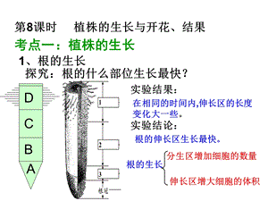 植株的开花结果课件.ppt