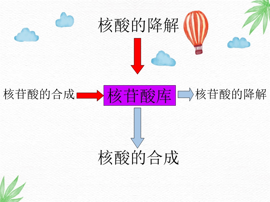 正常人体功能课件：核苷酸代谢.ppt_第2页