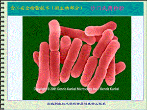 微生物部分沙门菌属Salmonella课件.ppt