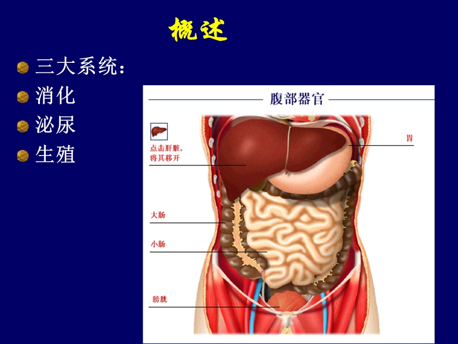 第23章-腹部外科与泌尿外科手术的麻醉课件.ppt_第3页