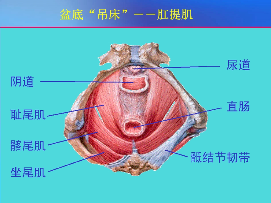 女性生殖道损伤性疾病课件.ppt_第3页