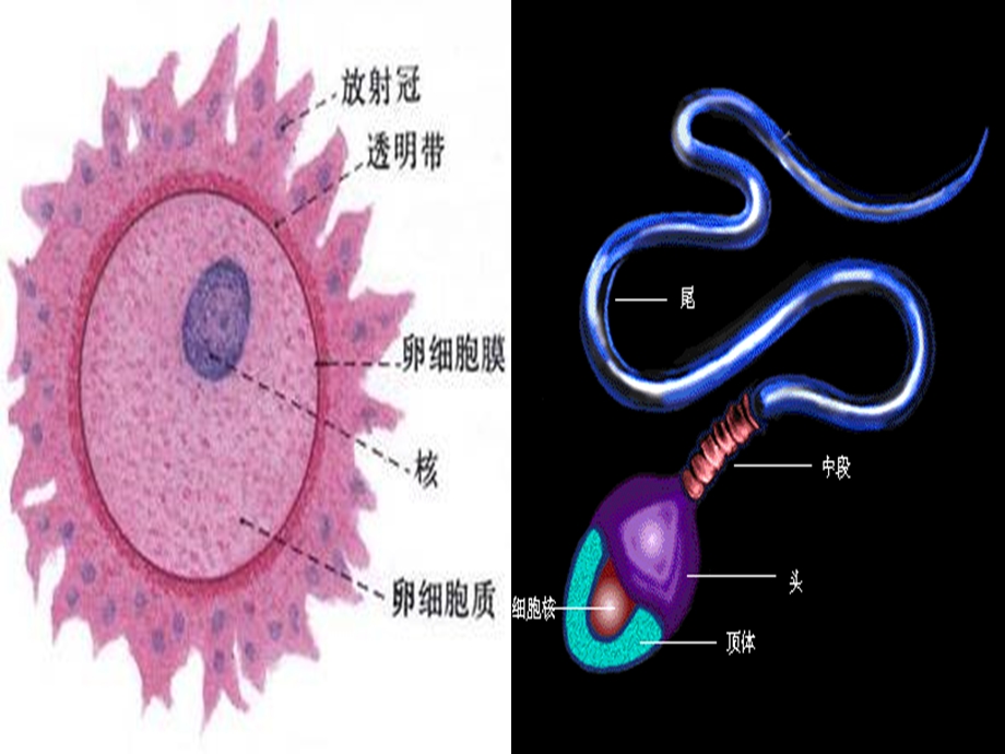 新生命的诞生-课件-浙教版.ppt_第2页