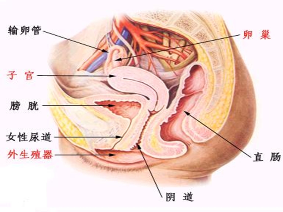 新生命的诞生-课件-浙教版.ppt_第3页