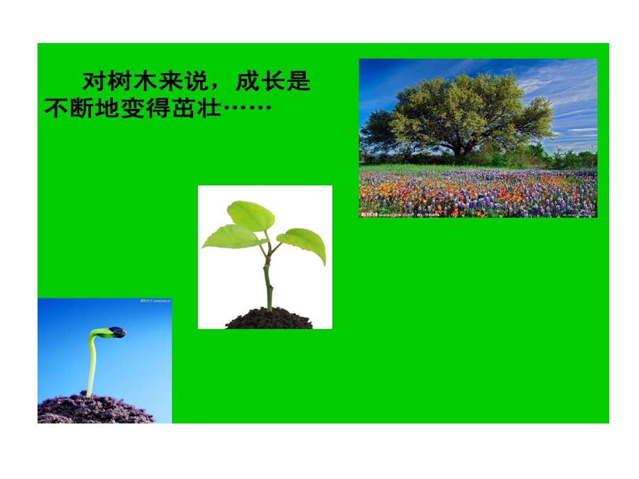 成长主题班会课件.ppt_第3页