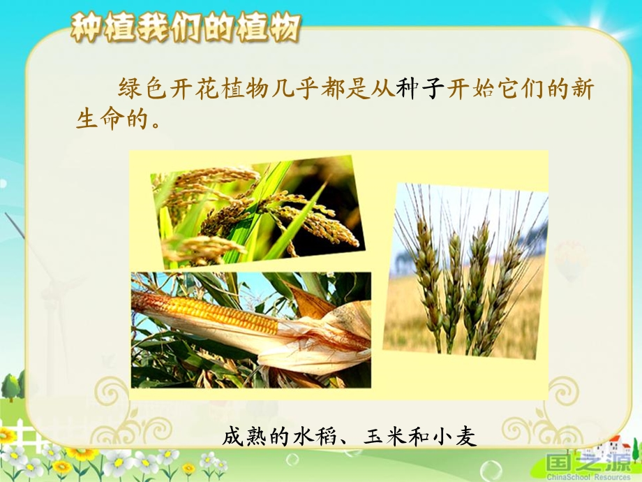 种植我们的植物植物的生长变化精品教学ppt课件.ppt_第3页