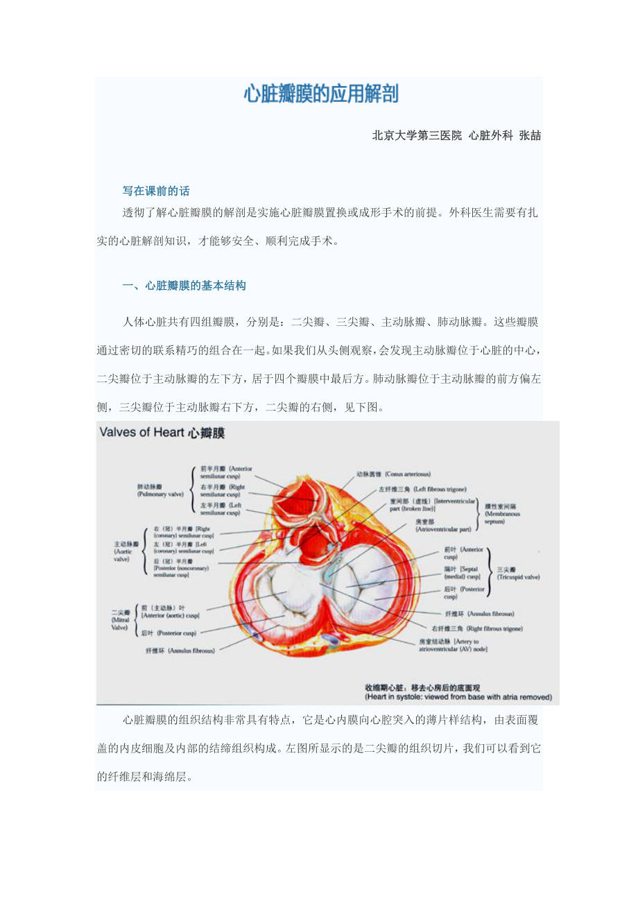 心脏瓣膜的应用解剖.doc_第1页