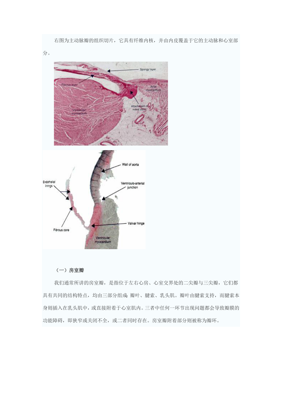 心脏瓣膜的应用解剖.doc_第2页