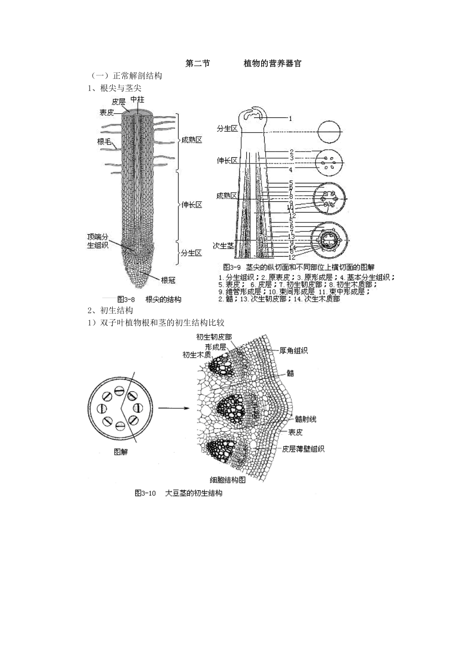 植物生物学汇总.doc_第2页