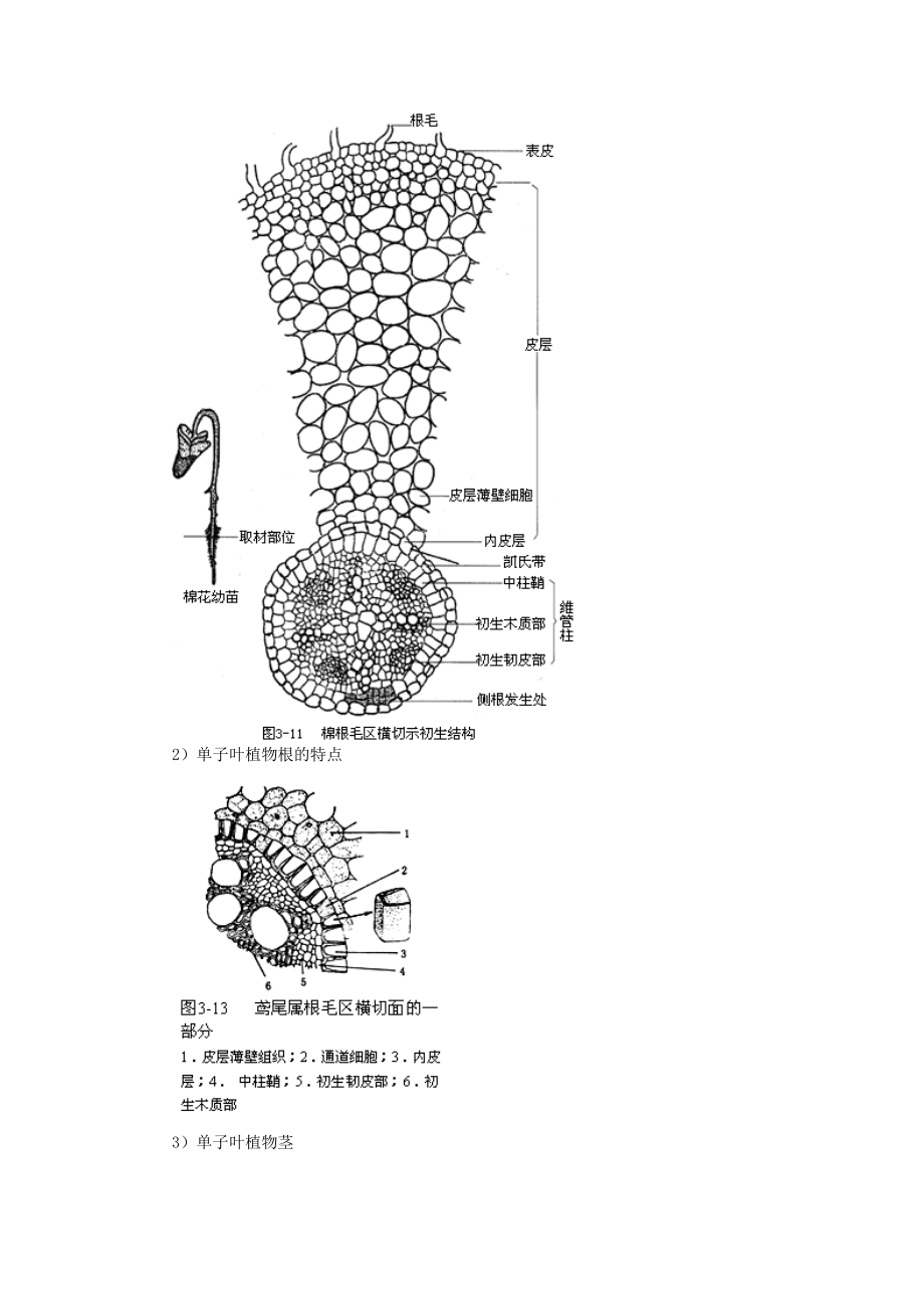 植物生物学汇总.doc_第3页