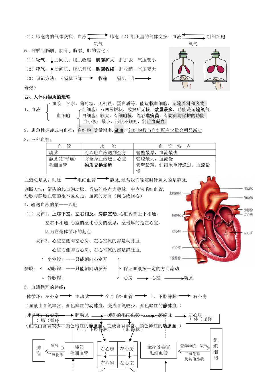 人教版七年级生物下册知识点归纳.doc_第3页