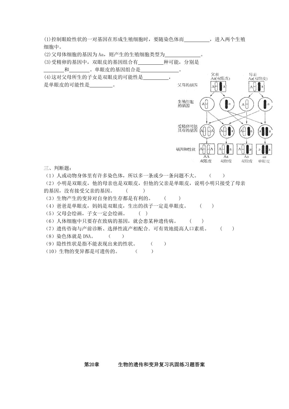 八年级生物上册-第20章-生物的遗传和变异复习巩固练习题-北师大版.doc_第3页