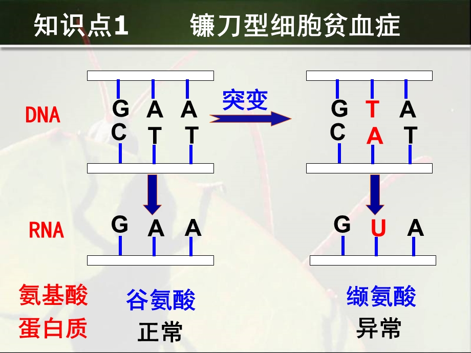 学考复习高二生物基因突变及其它变异课件.ppt_第2页