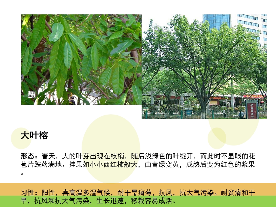 南方常见乔灌木课件.ppt_第3页