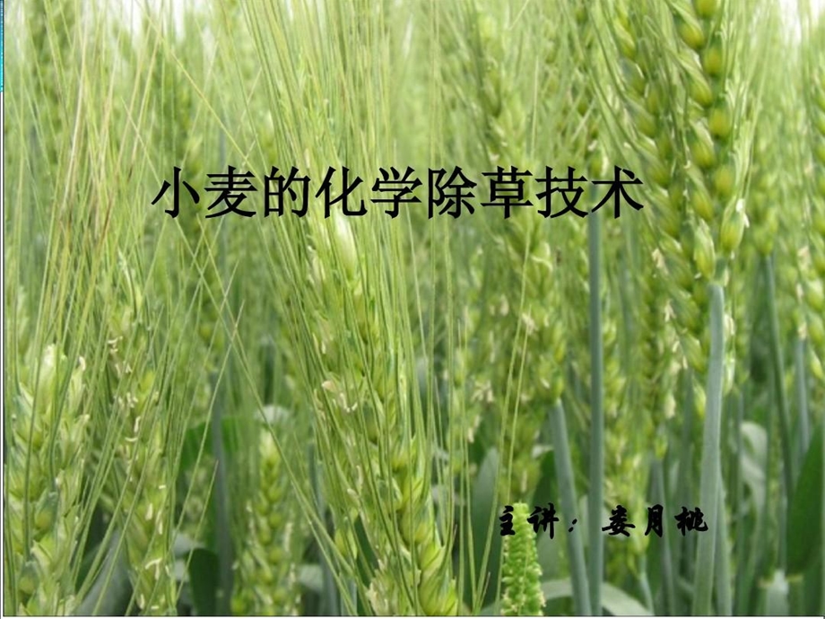 小麦的化学除草技术课件.ppt_第1页