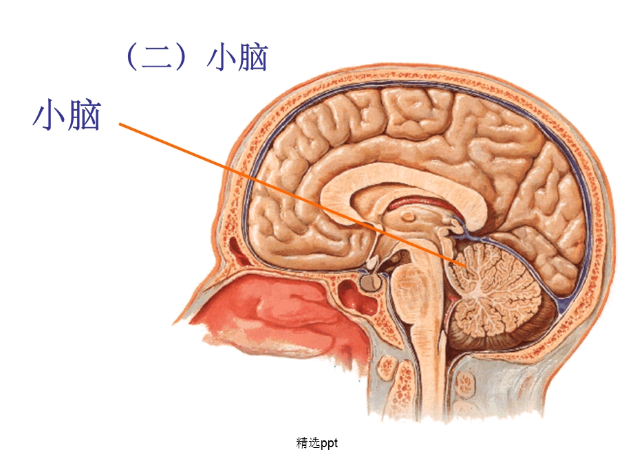 小脑和大脑的结构课件.ppt_第1页