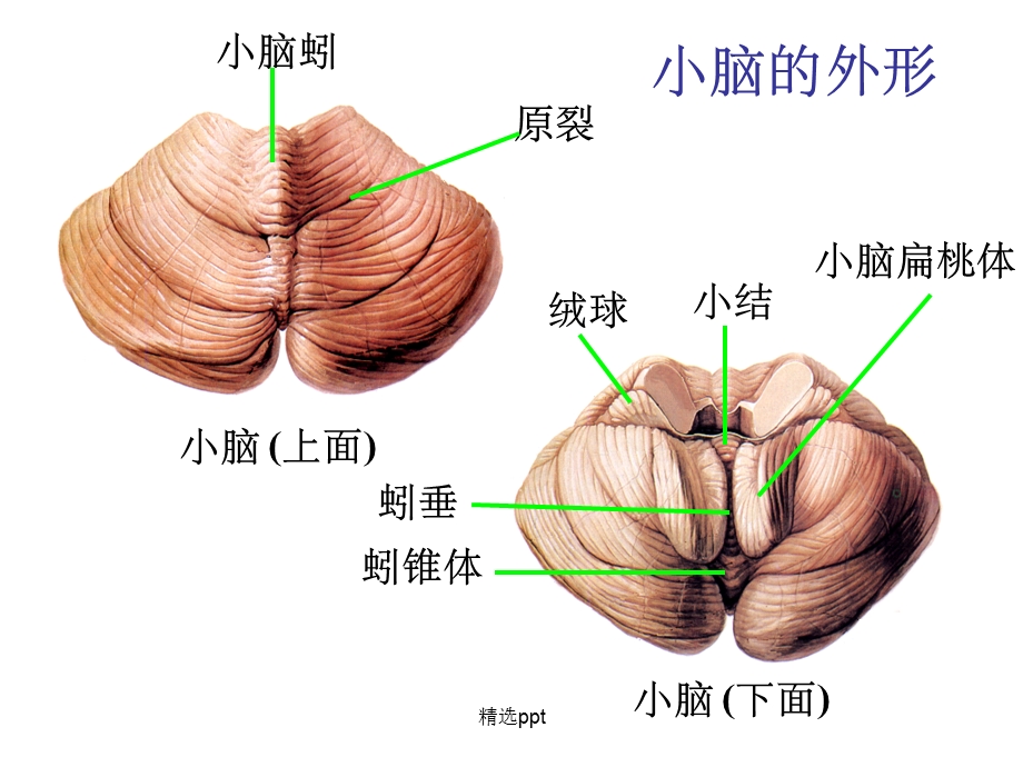 小脑和大脑的结构课件.ppt_第2页