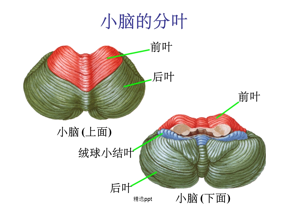 小脑和大脑的结构课件.ppt_第3页