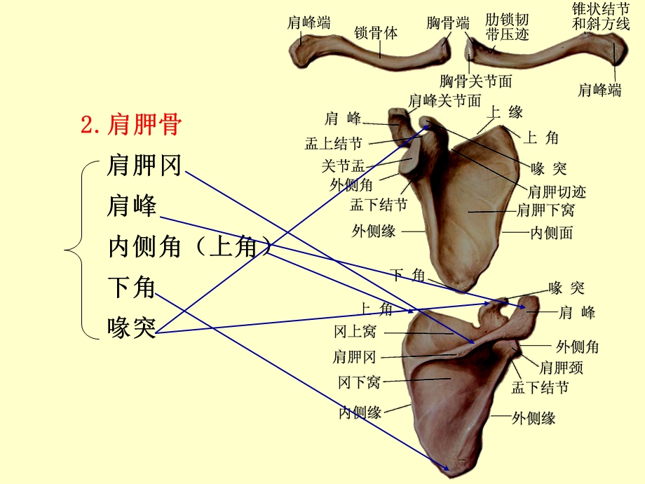 体表定位学演示稿课件.ppt_第2页