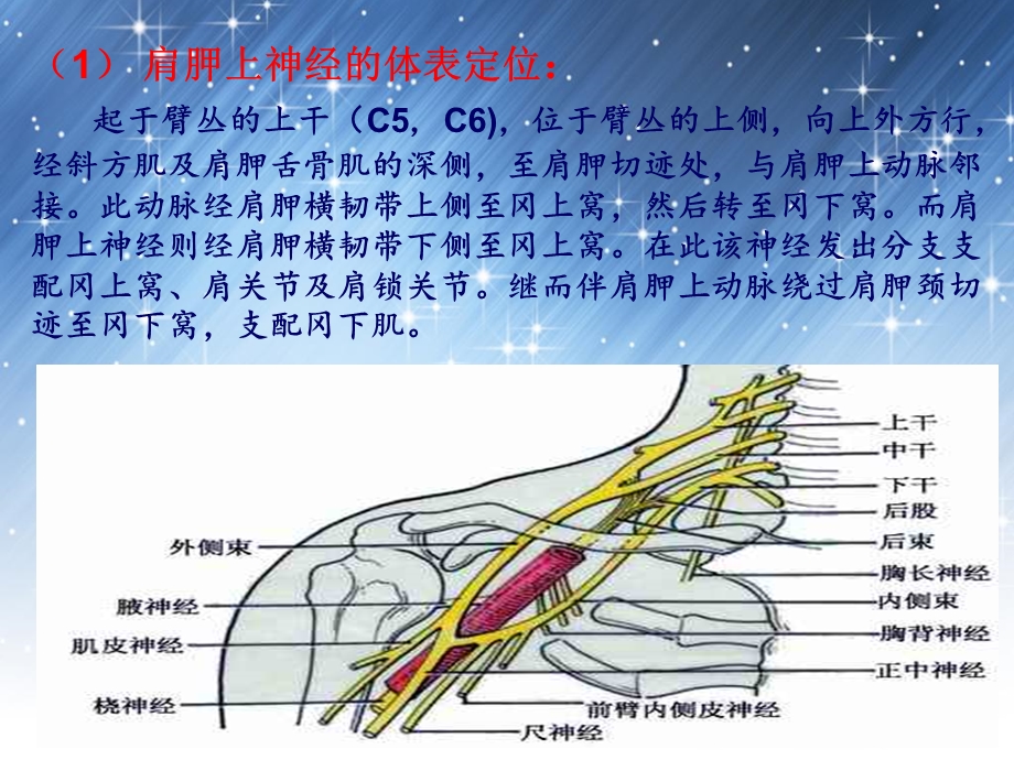 体表定位学演示稿课件.ppt_第3页