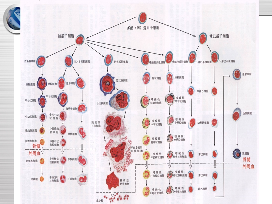外周血细胞形态检验-课件.ppt_第2页