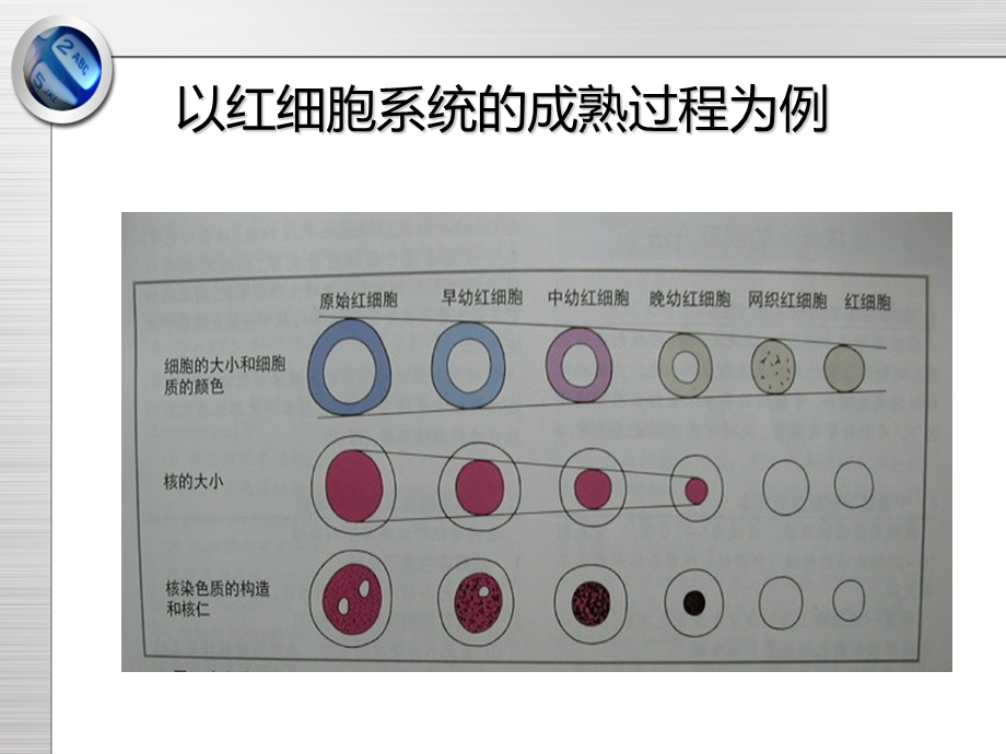 外周血细胞形态检验-课件.ppt_第3页