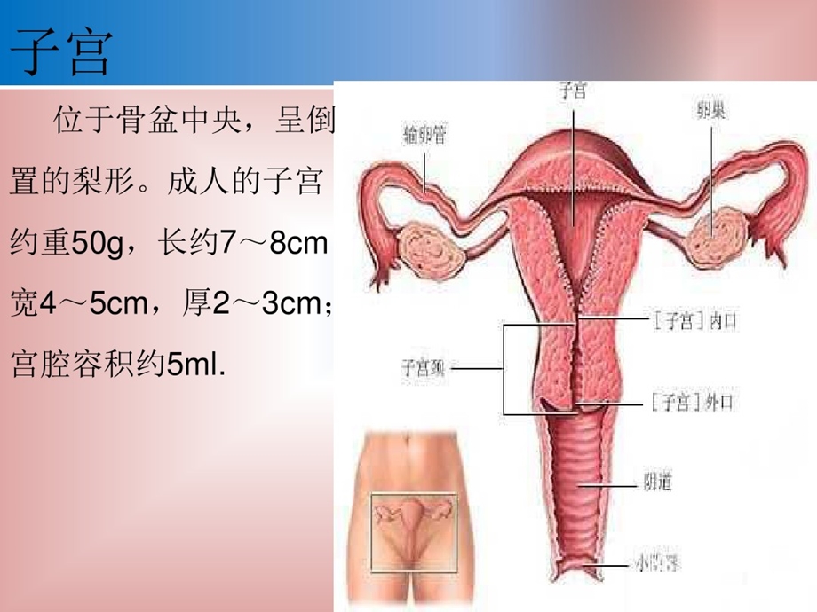 子宫肌瘤健康教育ppt课件.ppt_第3页