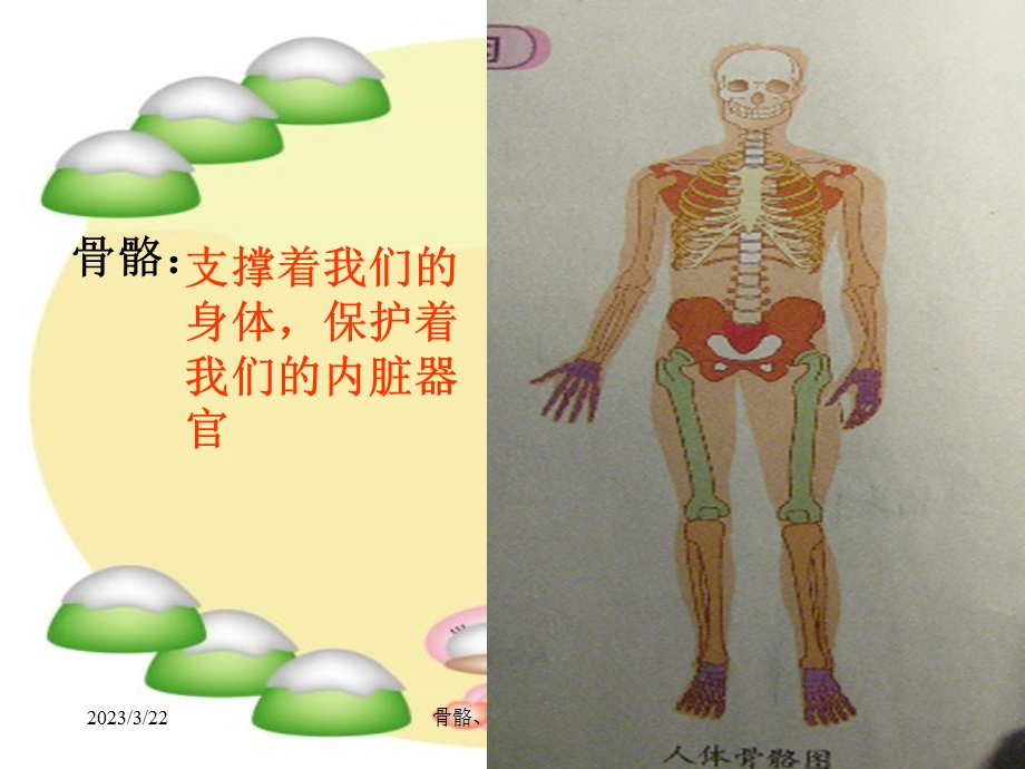 四上骨骼关节和肌肉课件.ppt_第2页