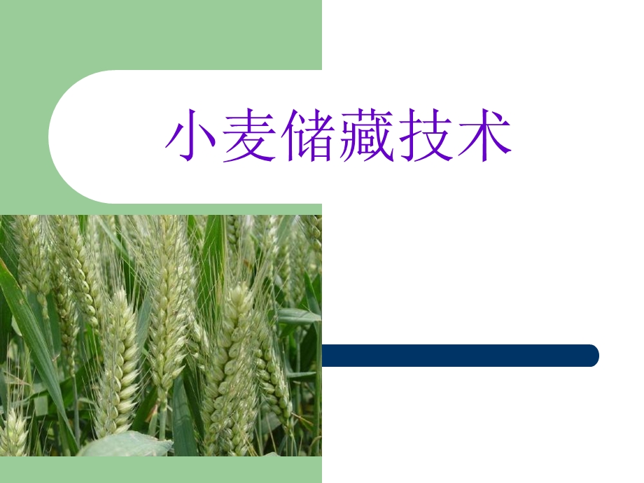 小麦加工贮藏课件.ppt_第1页