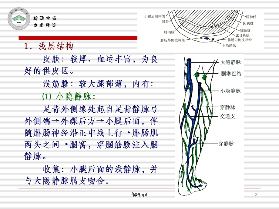 医用局部解剖学-小腿后区课件.ppt_第2页