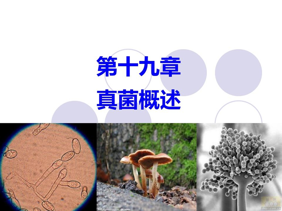 兽医微生物学ppt课件真菌概述.ppt_第1页