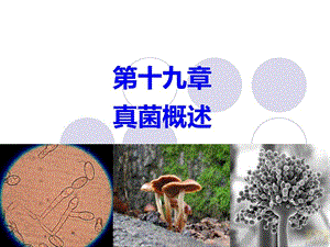 兽医微生物学ppt课件真菌概述.ppt