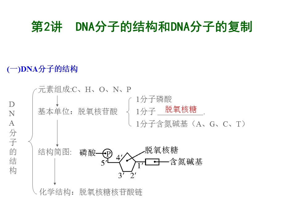 高三生物一轮复习精讲ppt课件DNA分子的结构和.ppt_第2页