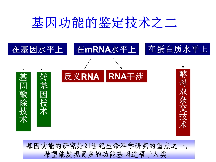 基因功能研究课件.ppt_第2页