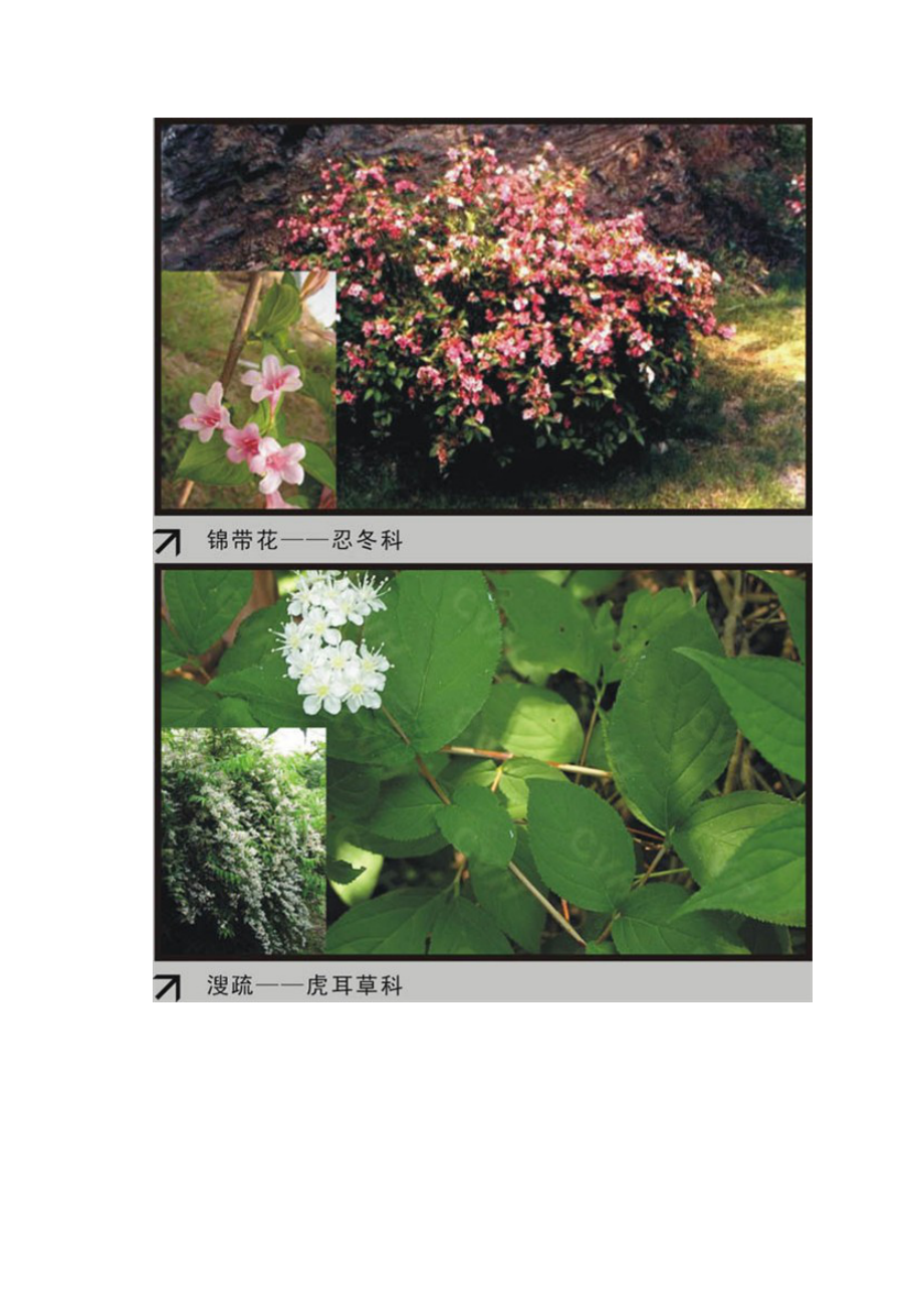 园林植物大观园520种.doc_第2页