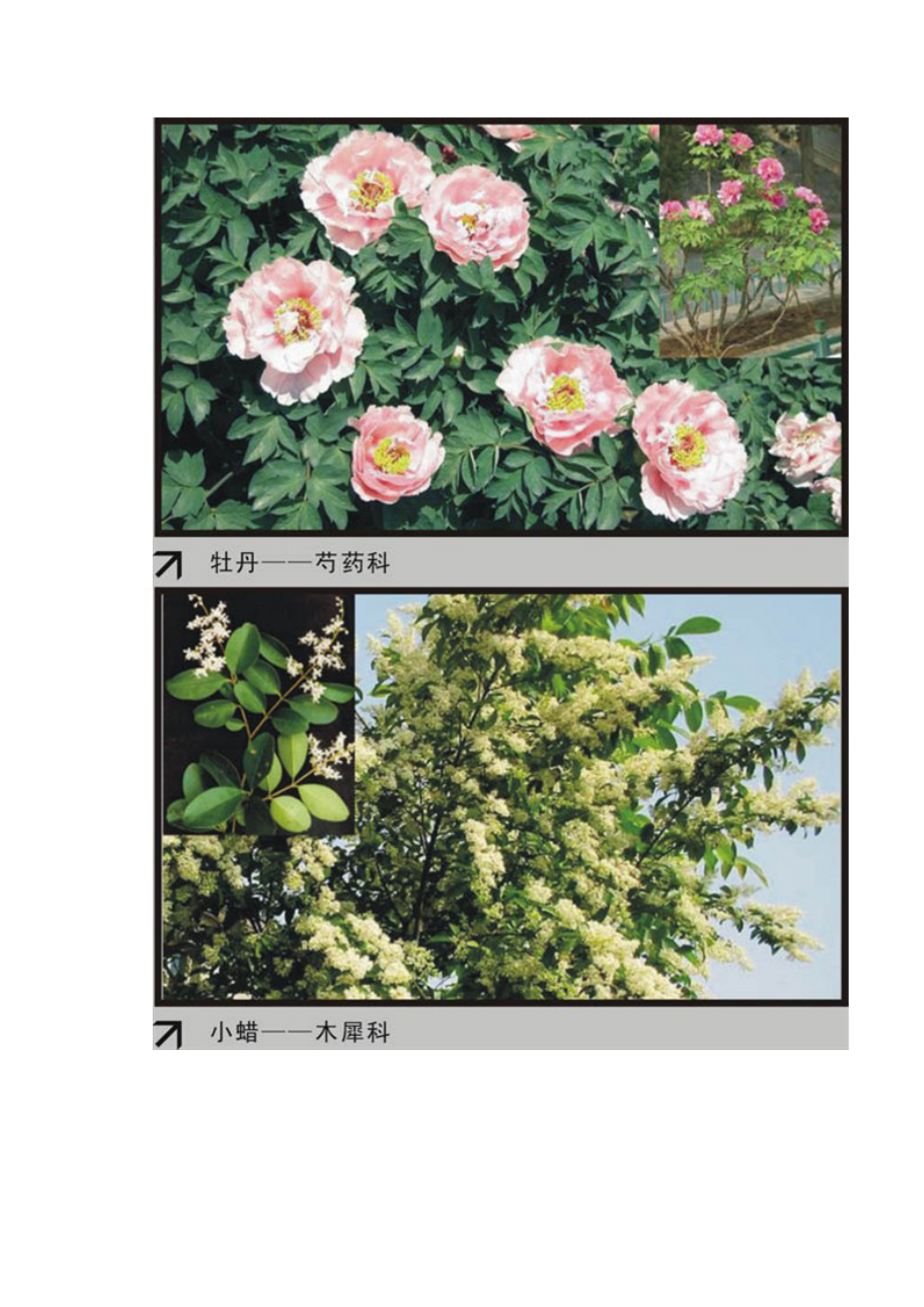 园林植物大观园520种.doc_第3页