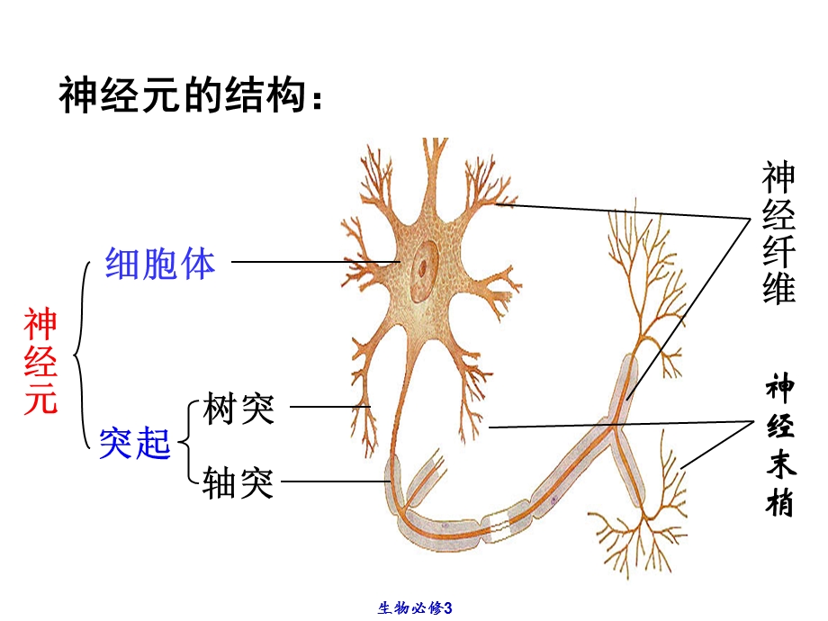 人体神经调节第二课时课件.ppt_第2页