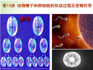 动物精子和卵细胞的形成过程及受精作用ppt-人教课标版课件.ppt