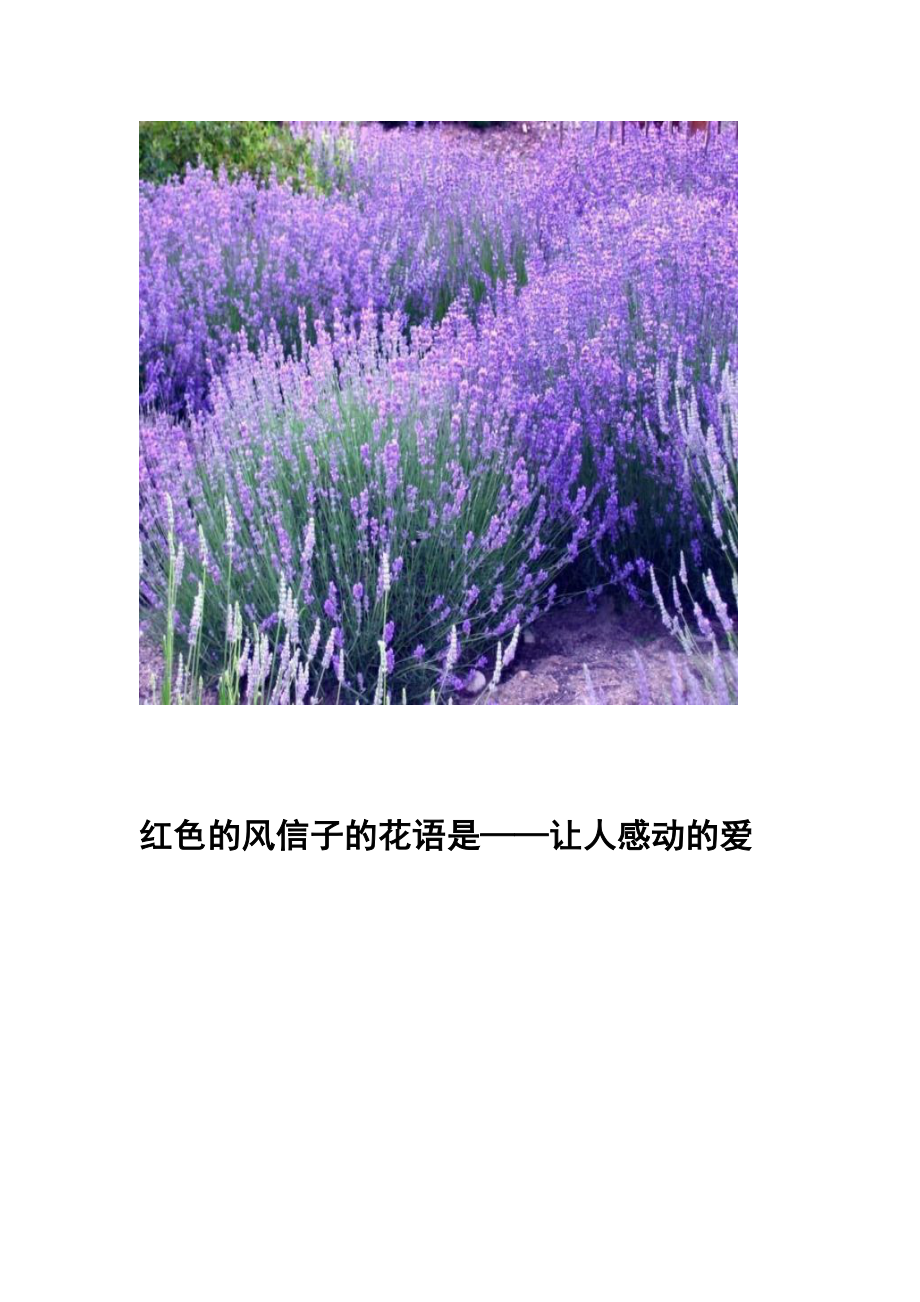 传说中的花语.doc_第3页