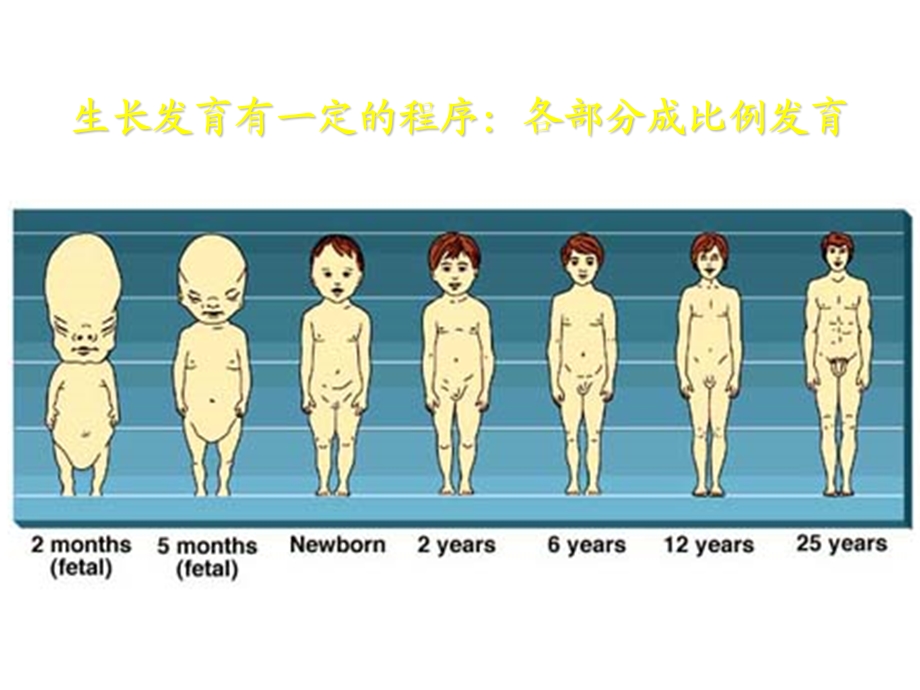 从脑发展看孩子教育课件.ppt_第3页