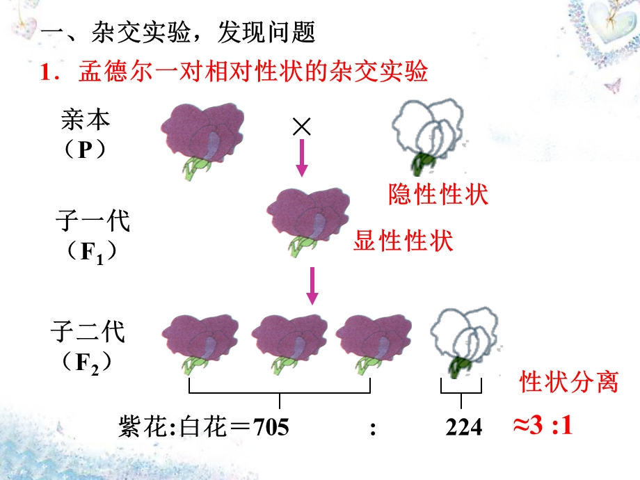 分离规律试验ppt-中图版课件.pptx_第2页