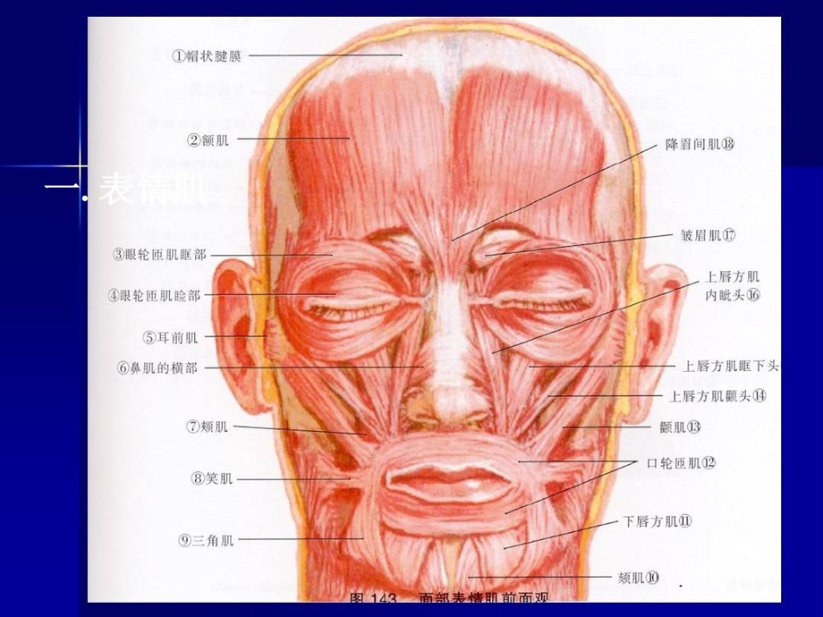 口腔颌面部肌肉解剖结构课件.ppt_第2页