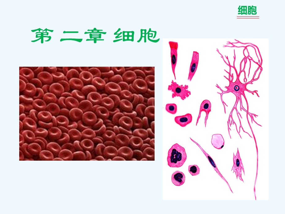 人体解剖学基础细胞课件.ppt_第2页